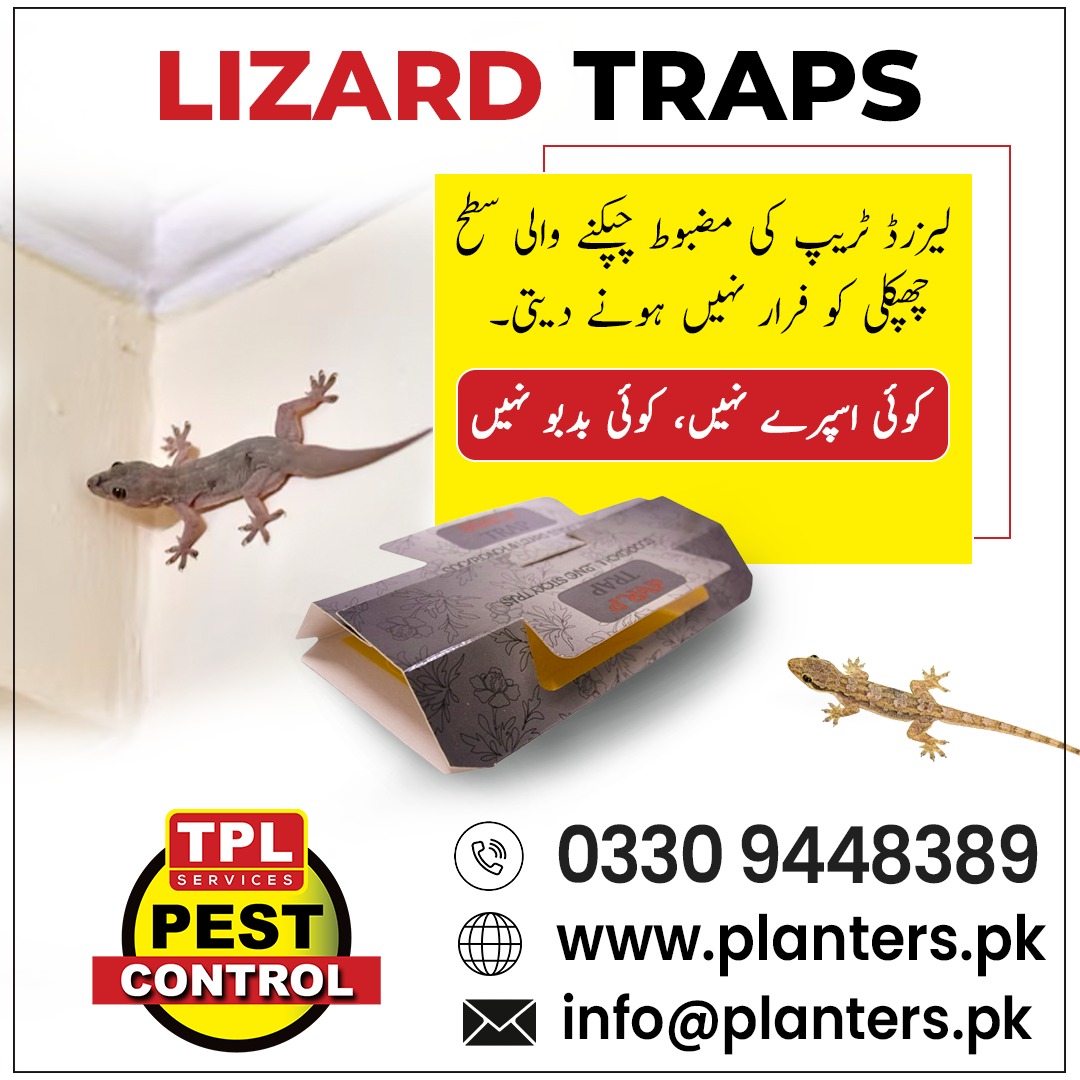 TPLPestControl's tweet image. لیزرڈ ٹریپ اُن گھروں کے لیے بہترین حل ہے جہاں چھپکلیوں کا آنا جانا عام بات ہے

📷 Call: 0512303380
📷 website: planters.pk
visit our daraz store: daraz.pk/shop/gsyzdz7m

#TPLPestControl #PremoPlus #Insecticide #MosquitoControl #FlyControl #TickControl #PestFreeHome