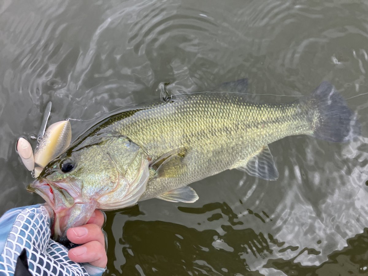 缶 (@can2low) / Posts / X