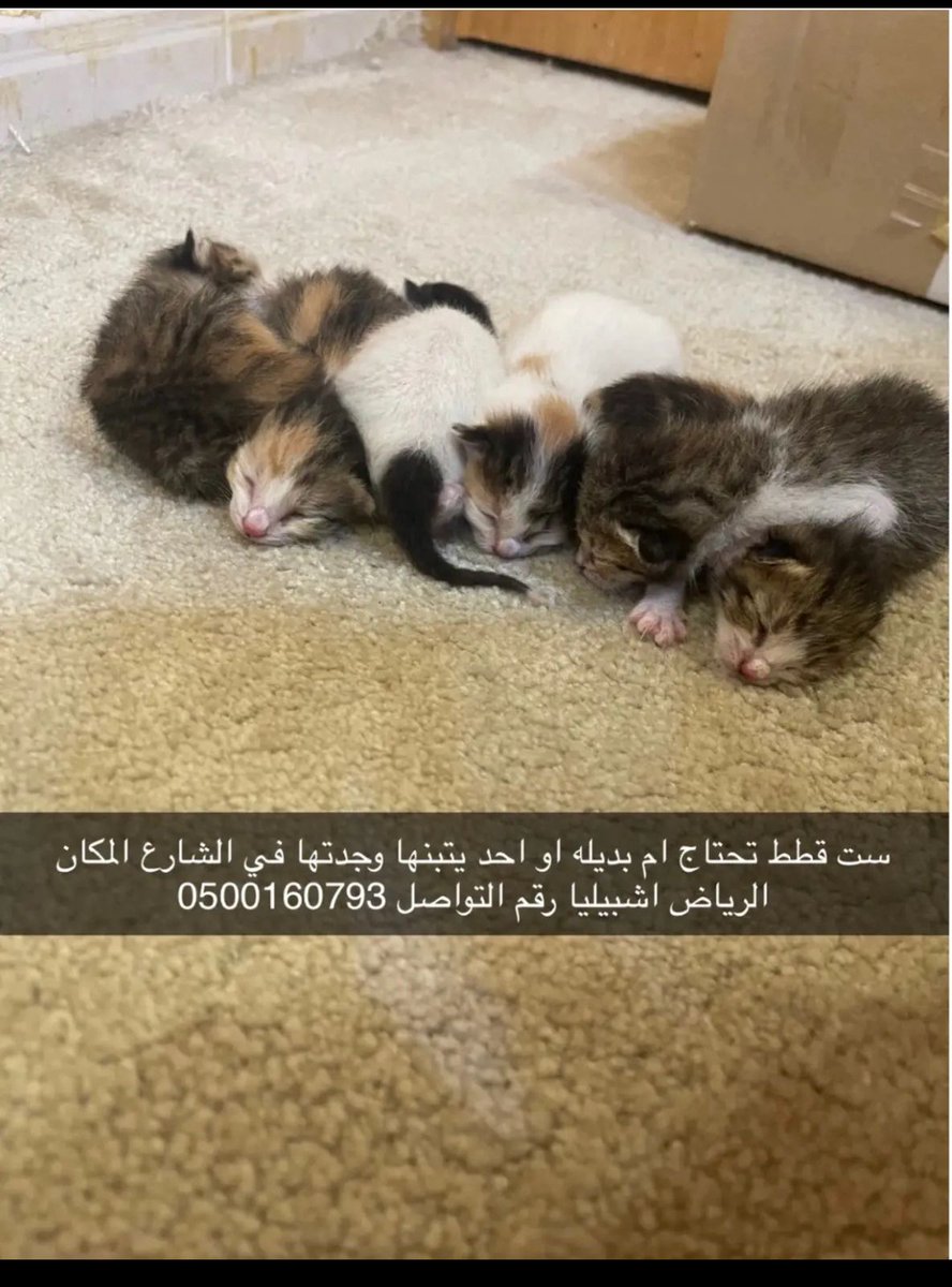 #انقاذ #قطط #الرياض