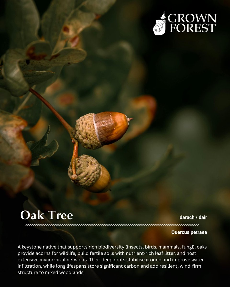 Known as “the king of the forest”, the Oak is a keystone species that supports more wildlife than any other tree. 
By planting an Oak, you are leaving a legacy of strength, biodiversity, and resilience that will endure for centuries.

grownforest.ie/product/oak-tr…