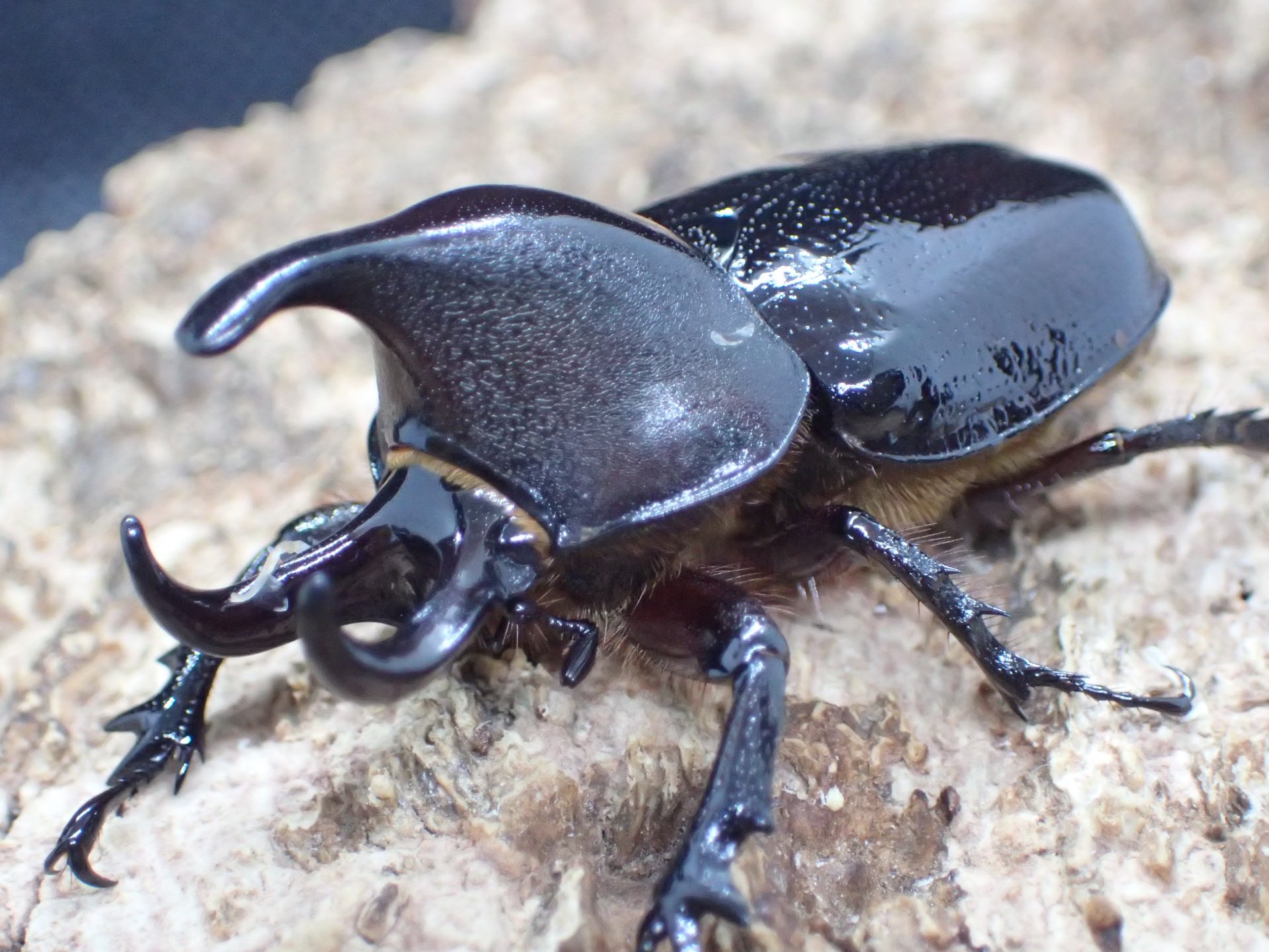 むしやどんぐり on X: 