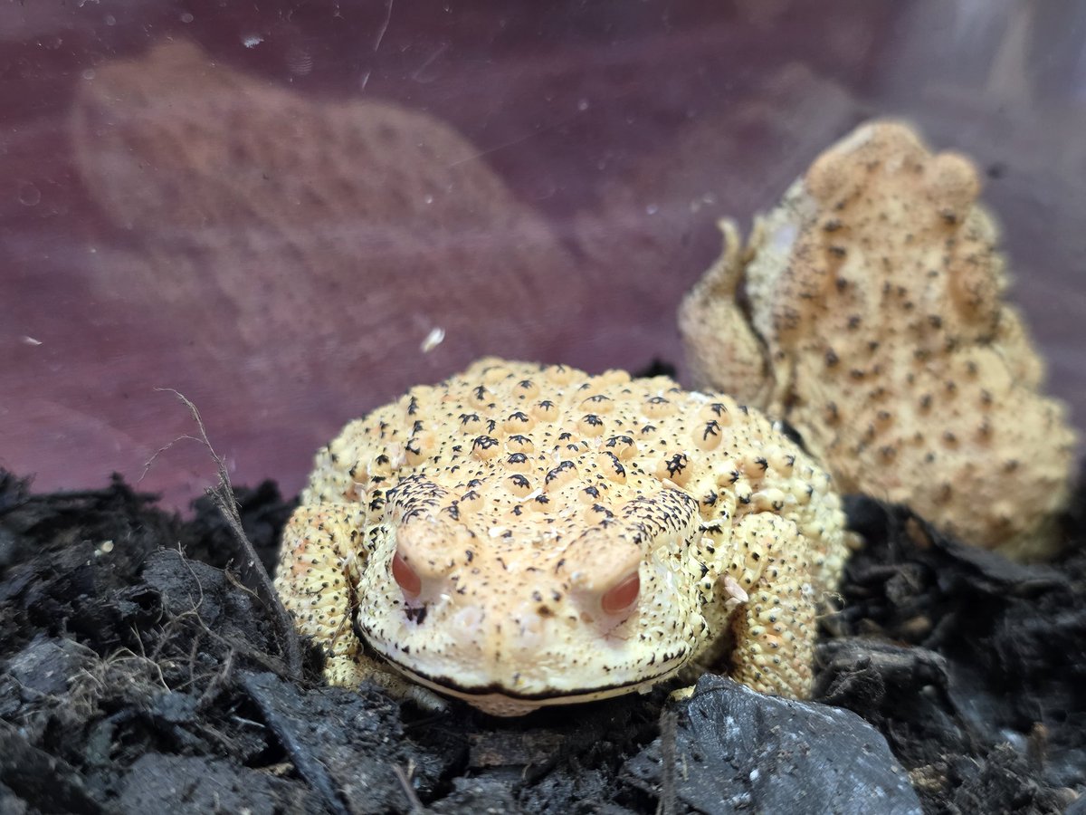 hikigaerumama's tweet photo. 腐葉土で飼育すると白トリュフに見える説
#アルビノヒキガエル

明日も新宿三角広場 #アクアリウム東京 に是非うちのカエルたちを見に来てください🙋✨️
@aquariumtokyo https://t.co/rYOZB0EjEJ