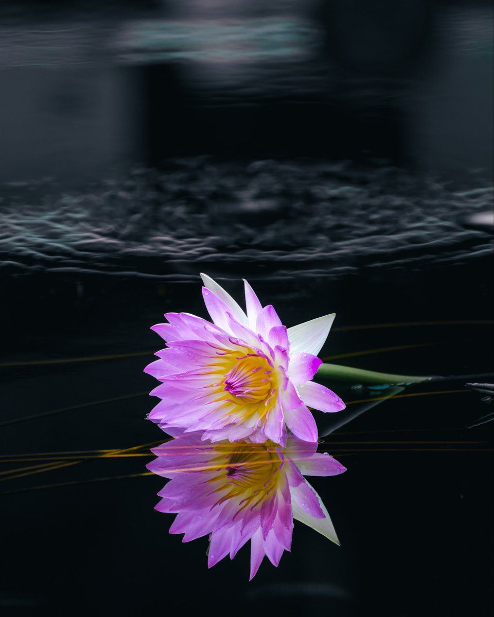 れんれん (@0305Dc2re) / Posts / X