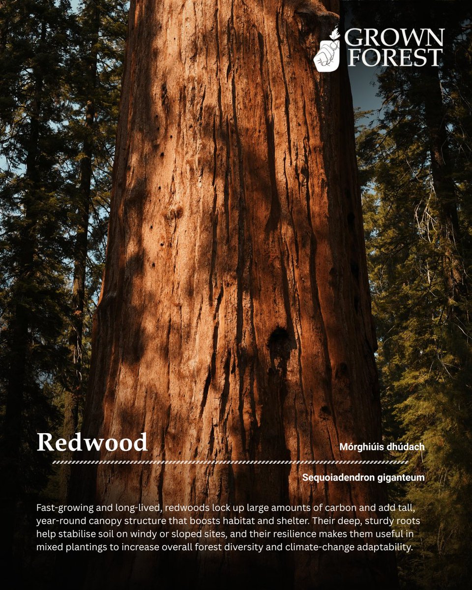 Known as the GENTLE GIANT the Redwood is one of the world’s most effective trees for capturing carbon, supporting biodiversity &amp; inspiring resilience. By planting a Redwood, you’re making a powerful statement of vision, hope &amp; connection to the future.

grownforest.ie/product/redwoo…