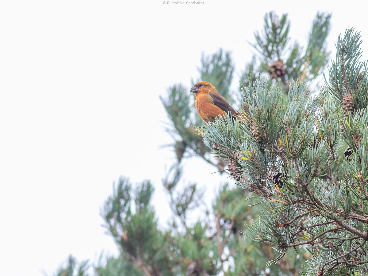 at least 40 Crossbills at Crooksbury Common today morning

<a href="/Team_eBird/">eBird</a> checklist - ebird.org/checklist/S280…

<a href="/SurreyBirdNews/">SurreyBirdClubNews</a>