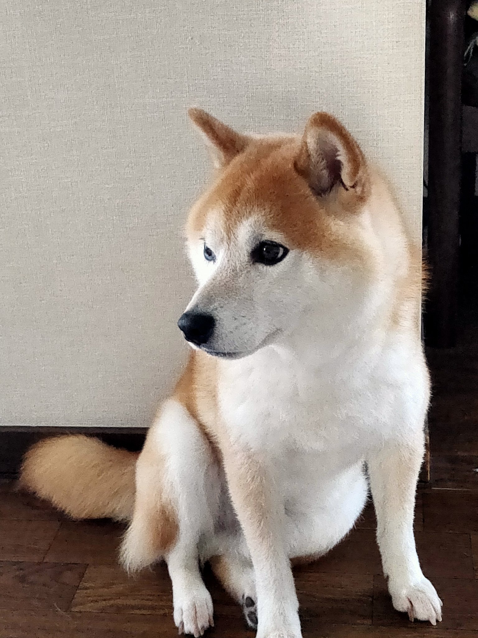 🐾風丸の日々🐾 on X: 