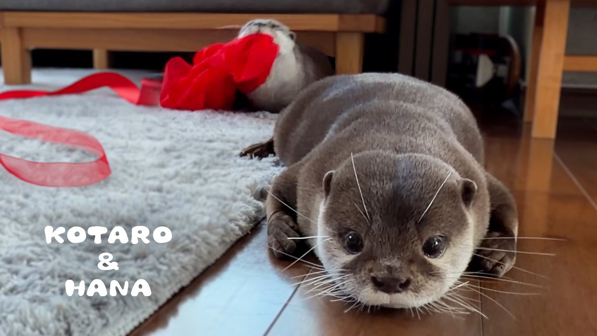 カワウソに新しいリボンあげたら喜びすぎてこうなった Otter Gets