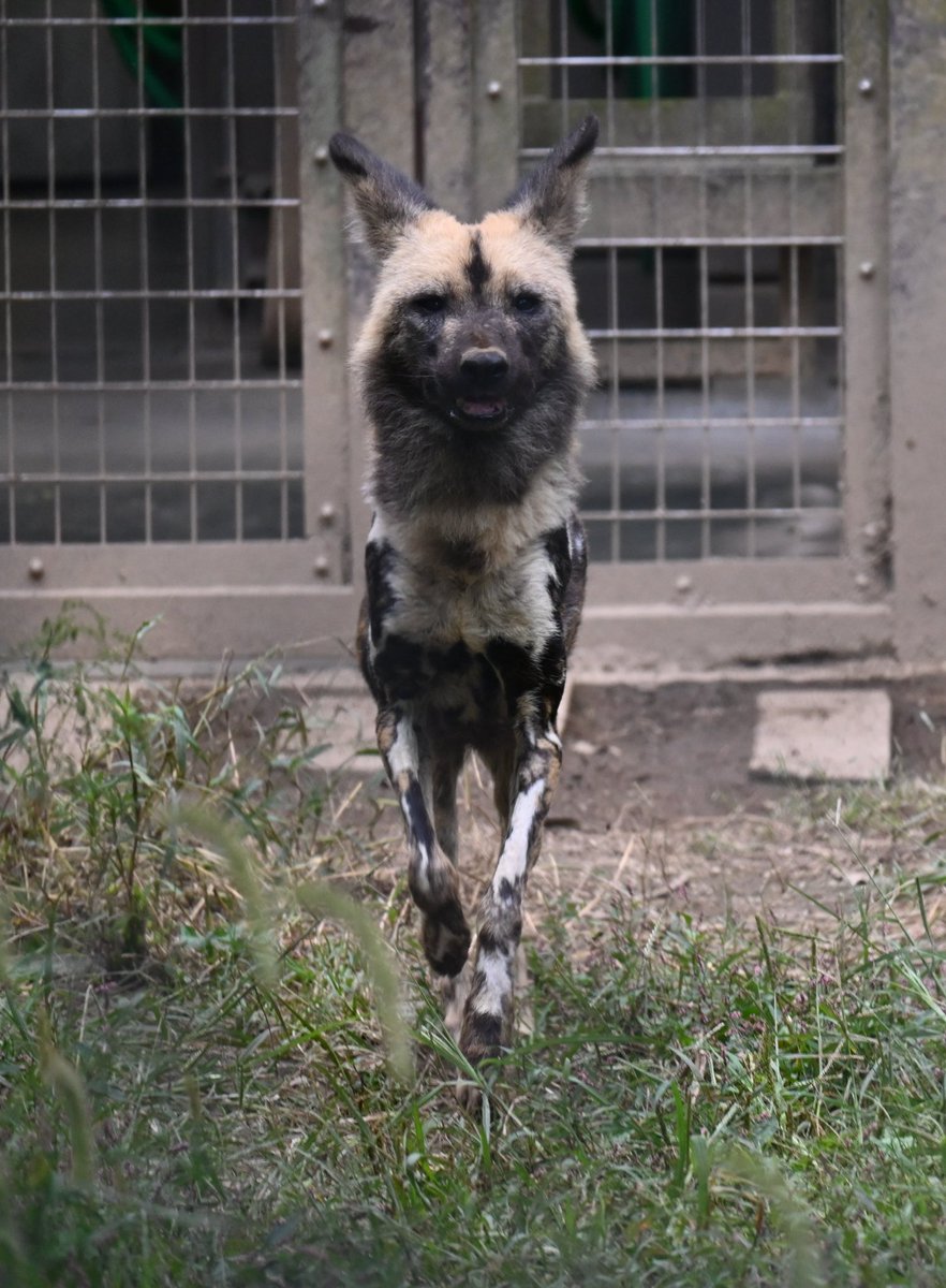lycaonzyunav's tweet image. ごきげんさん♪もうちょっとでお誕生日だね！

📷2025.10.18

#lycaon #africanwilddog #リカオン #ジュリ #ズーラシア