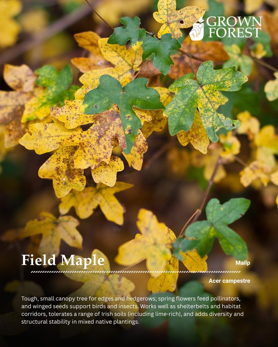 Field Maple trees enrich ecosystems for centuries, supporting pollinators with spring nectar &amp; wildlife with year-round habitat. By planting a Field Maple, you're helping Ireland’s native forests grow stronger, richer &amp; more vibrant for the future.

grownforest.ie/product/field-…