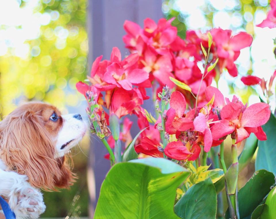 "I THINK I'M GONNA SNEEZE!"
#cavalierhealth