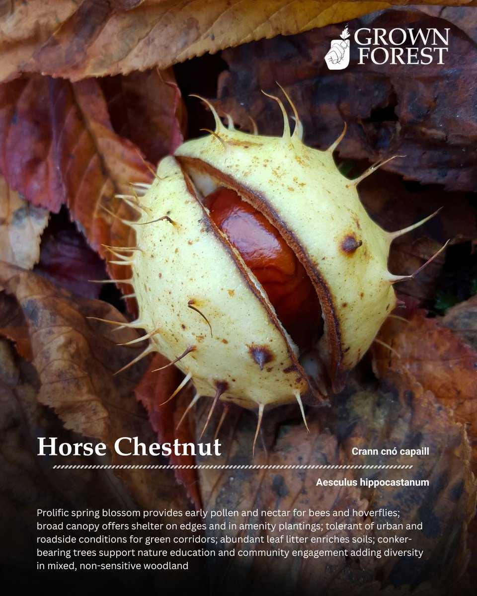 Known for its stately crown, striking white or pink blossoms in spring &amp; glossy brown nuts in autumn, the Chestnut is a beloved tree of Ireland’s parks &amp; forests. It provides food for wildlife, nectar for pollinators &amp; shelter within its spreading canopy.

grownforest.ie/product/horse-…