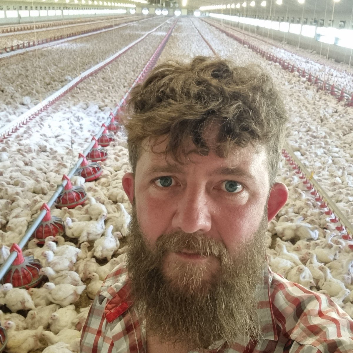 3hrs after placing 240k Broilers this is the type of spread you need to see in a poultry house.... the first 24hrs are important. Really important! Crop fill inspection helps you understand if set up standard is correct! 91% 92% crop fill is what you looking for. Body heat 42.5°c