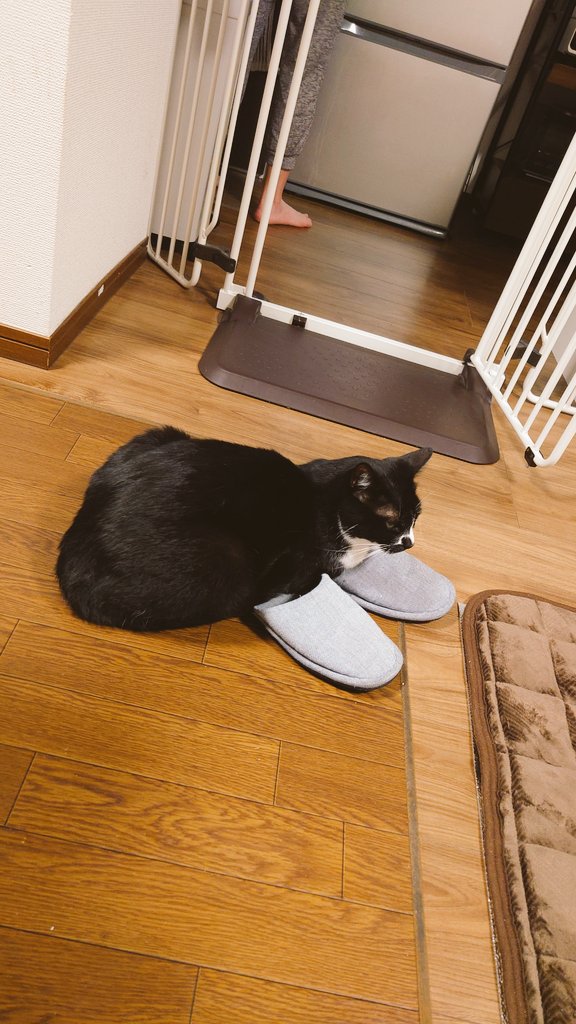 CIbPeFjePNtA1FP's tweet image. スリッパをはいた猫

#今日のあんこ