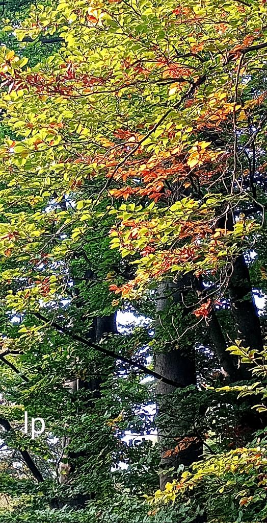 LauraPapa18's tweet image. The colors of the forest 
💚💛🧡🤎💚💛🧡🤎