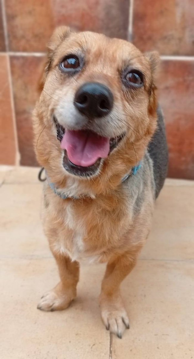 SosAbuelos1's tweet image. #Murcia
#JOEY tiene 8 años. Su humano falleció y la familia no ha querido hacerse cargo.

Es un perrito criado en una casa que no puede acabar en una perrera, por lo que lo hemos traído al refugio donde intentaremos proporcionarle lo más parecido a un hogar, pero es muy duro para…