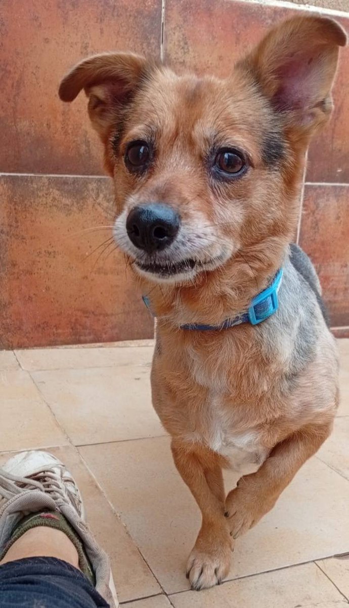 SosAbuelos1's tweet image. #Murcia
#JOEY tiene 8 años. Su humano falleció y la familia no ha querido hacerse cargo.

Es un perrito criado en una casa que no puede acabar en una perrera, por lo que lo hemos traído al refugio donde intentaremos proporcionarle lo más parecido a un hogar, pero es muy duro para…