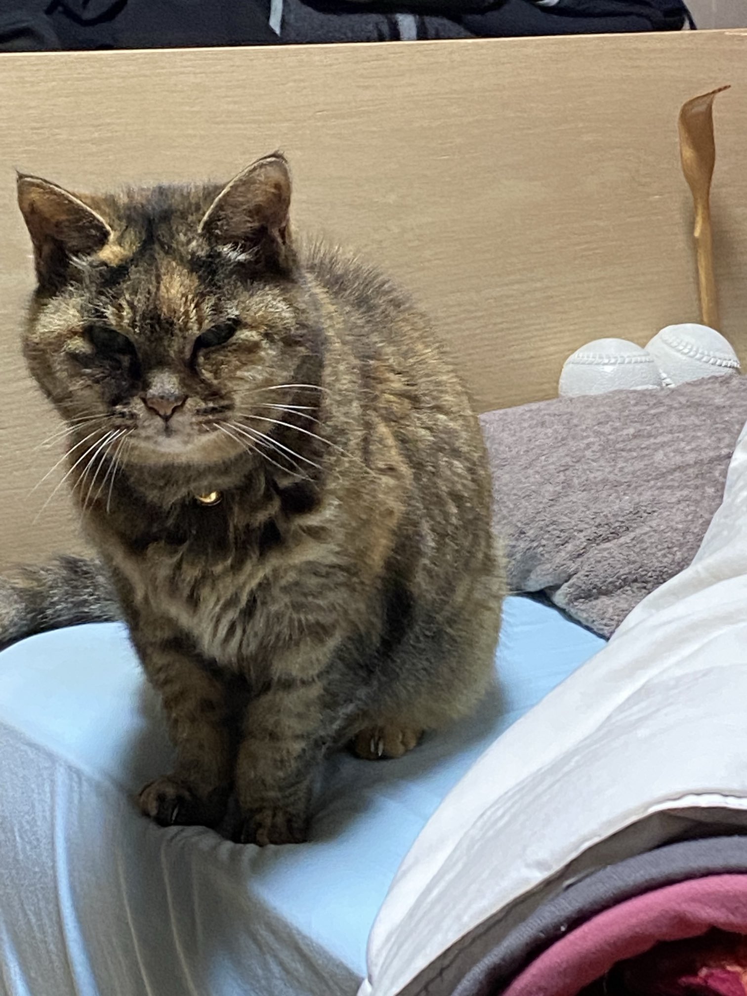 猫先輩 ねこ先輩 on X: 