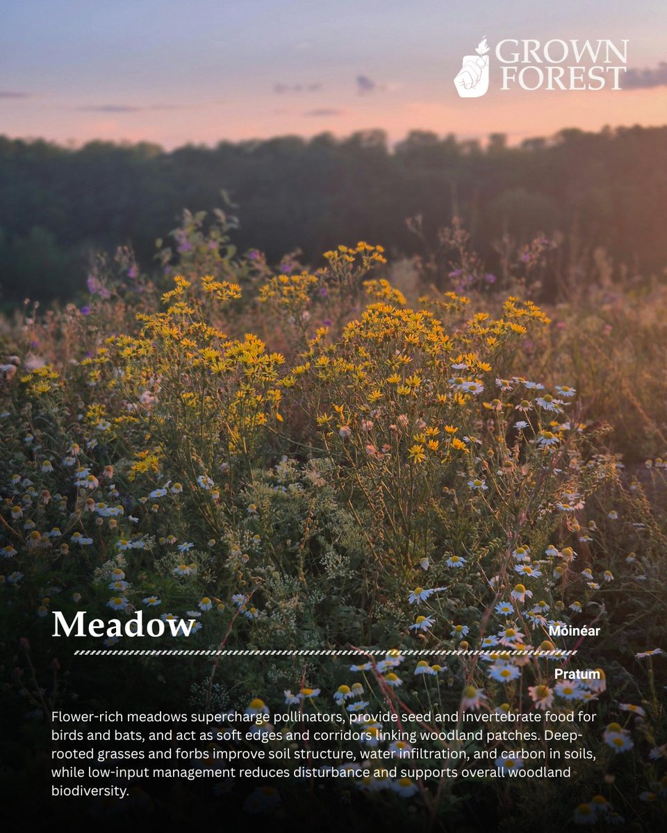 Irish wildflower meadow: a vibrant mix of native flowers &amp; grasses that supports pollinators, restores soil health &amp; creates a living, breathing landscape. Each meadow regenerates naturally year after year, ensuring long-lasting beauty &amp; biodiversity.

grownforest.ie/product/irish-…