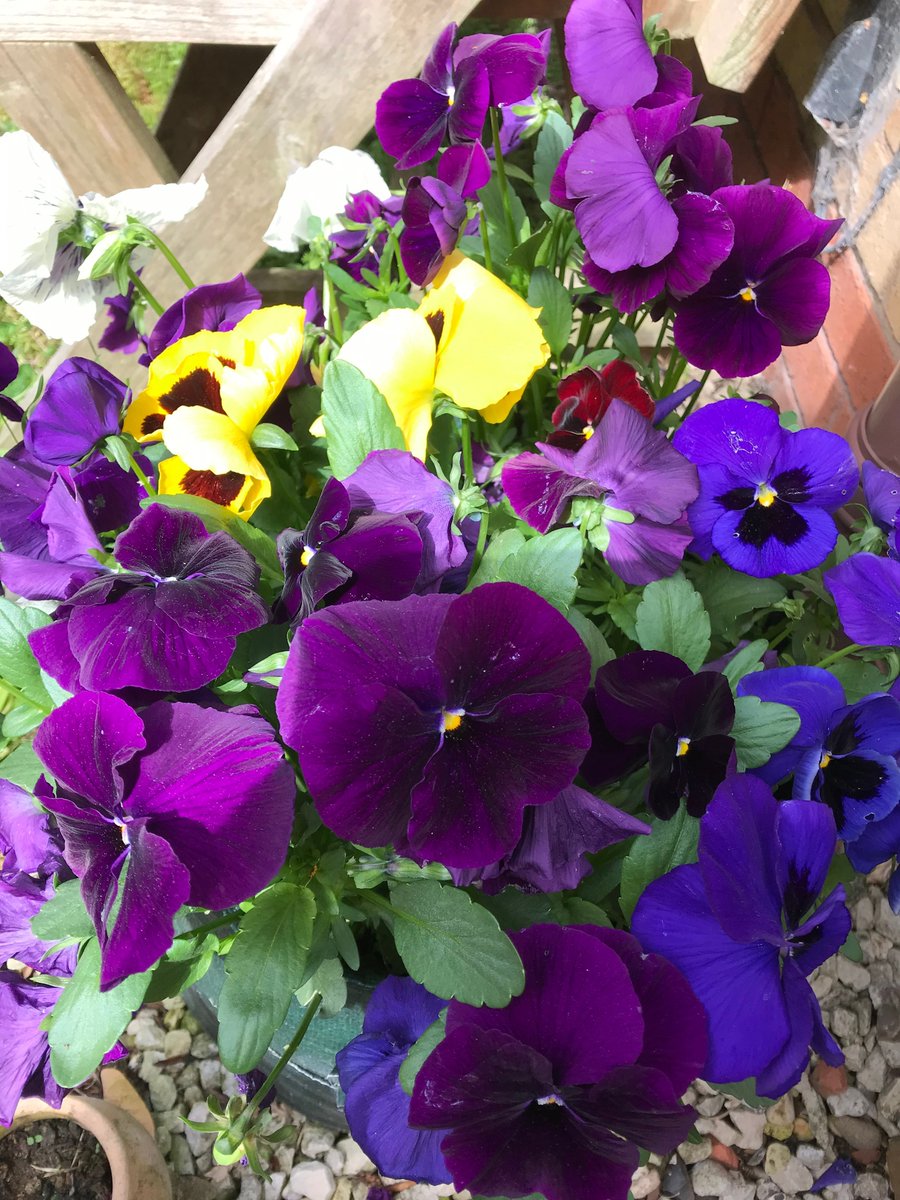 HandKnics (@handknics) on Twitter photo I've been playing at gardening again!
Look at those colours!
#ColourInspiration #mhhsbd #gardening I've been playing at gardening again!
Look at those colours!
#ColourInspiration #mhhsbd #gardening