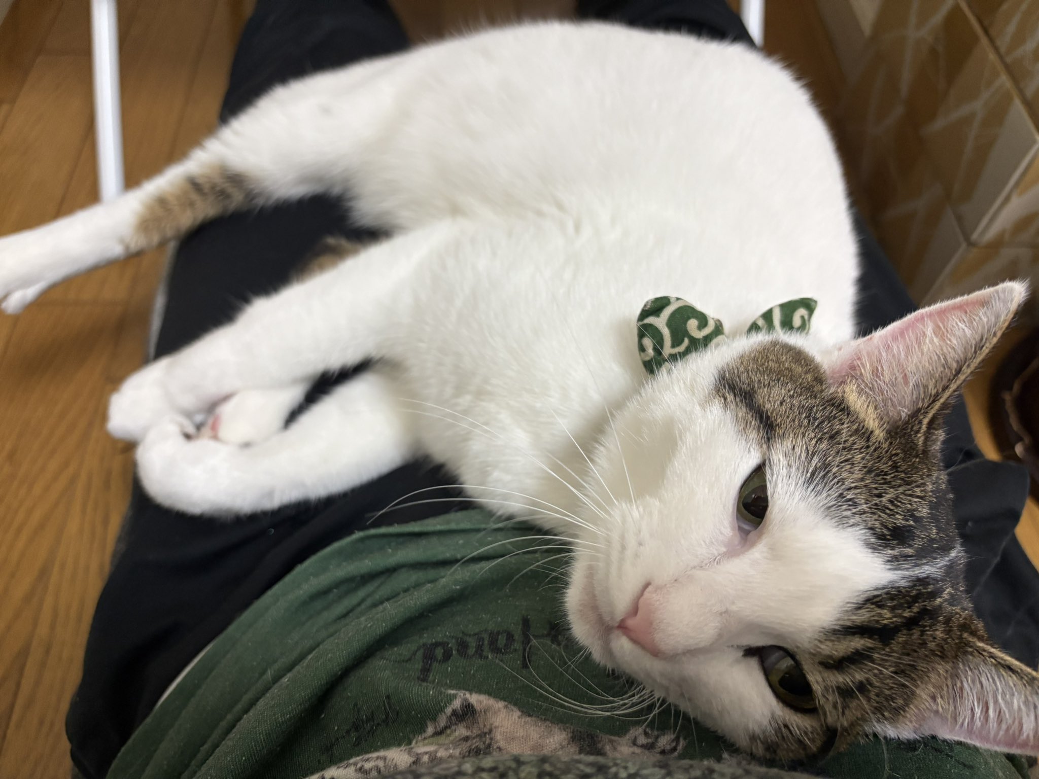 みつねこ。ページ♡ ふくンツ (@fukuruneko0718) / X