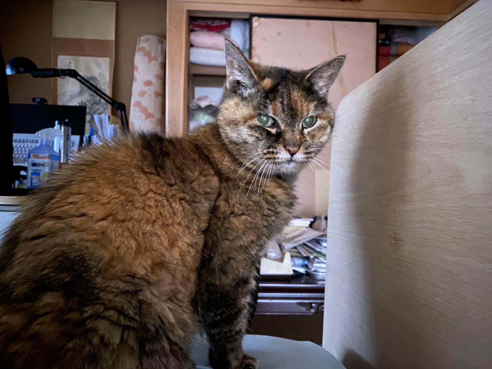 猫先輩 ねこ先輩 on X: 