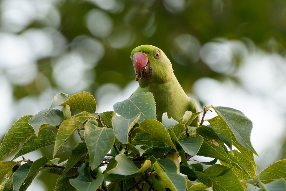 ねこばーぐページ はにゃ束ねこ（くろねこロンT-青バラ）黒生地 | A BECKONING CAT