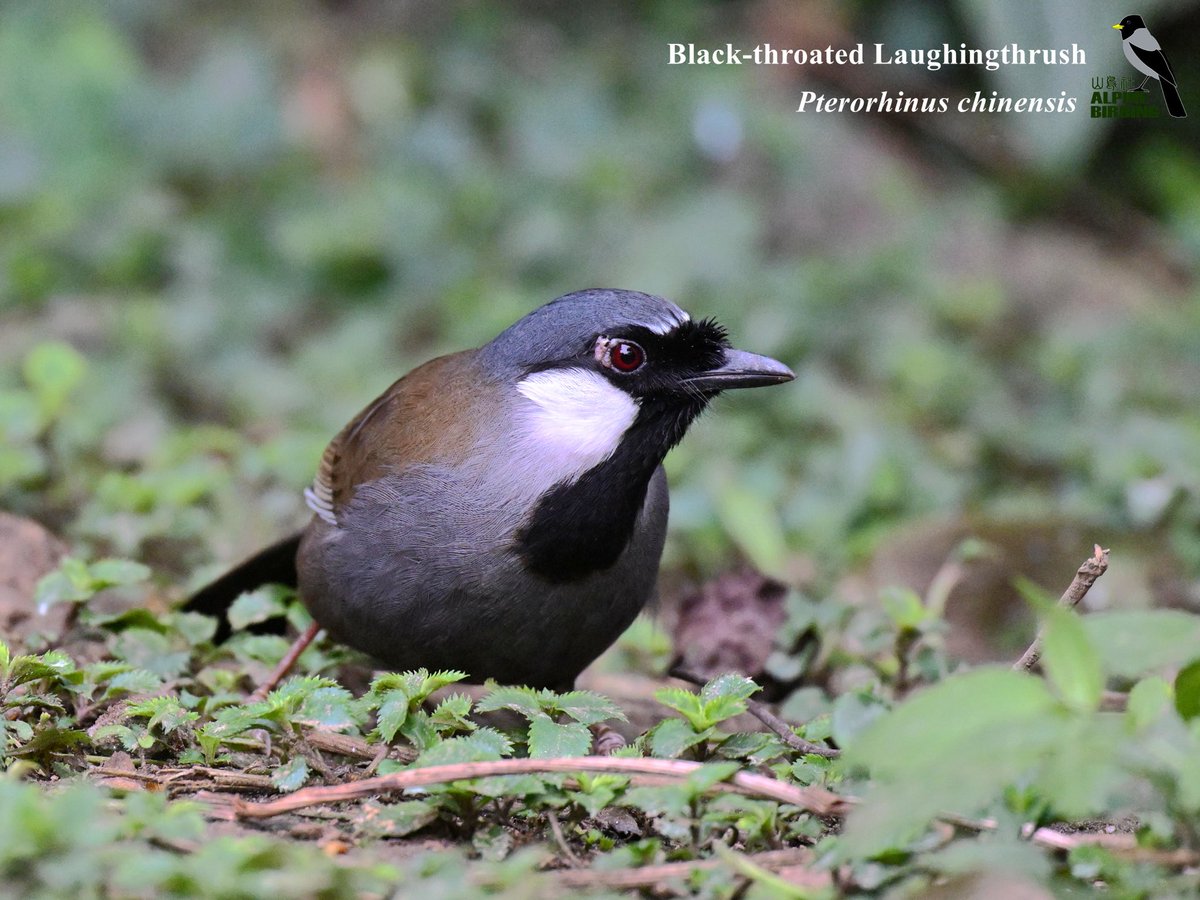 Presenting several exquisite laughingthrushes from Yunnan, China, for your appreciation.

#NatureLovers #BirdTwitter #BirdPhotography #BirdLovers #birder #NaturePhotography #birding #birdwatching