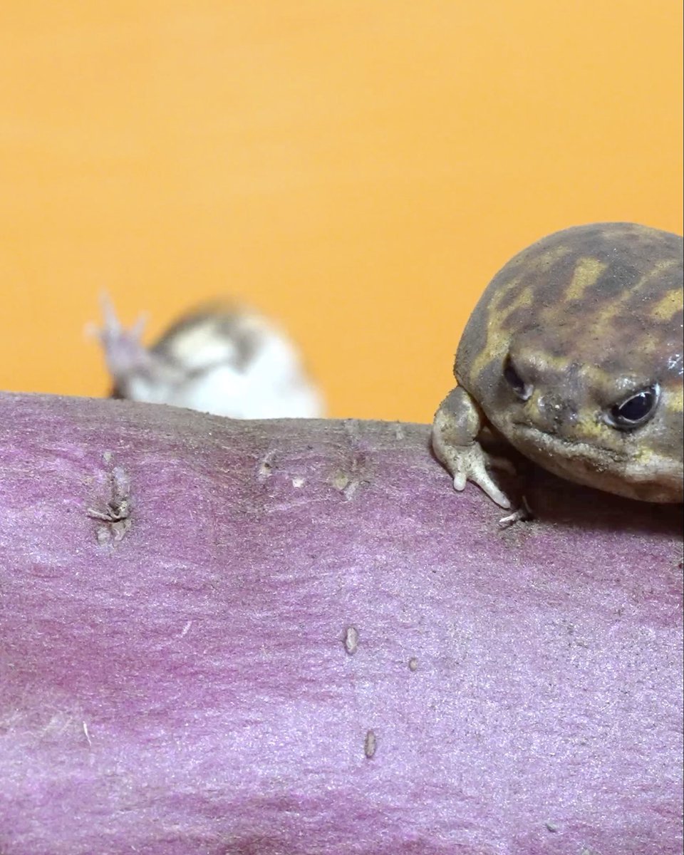 Rain frogs use giant sweet potatoes as their playground🛝
アメフクラガエルが巨大さつまいもを遊び場にしていた🛝 youtu.be/81fb3Tj-sGw?si…