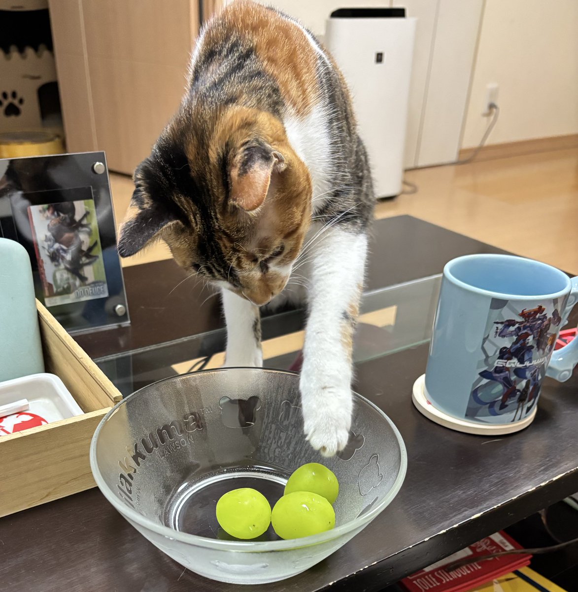 これはチャンピオンズリーグのポット分けをするルナちゃん