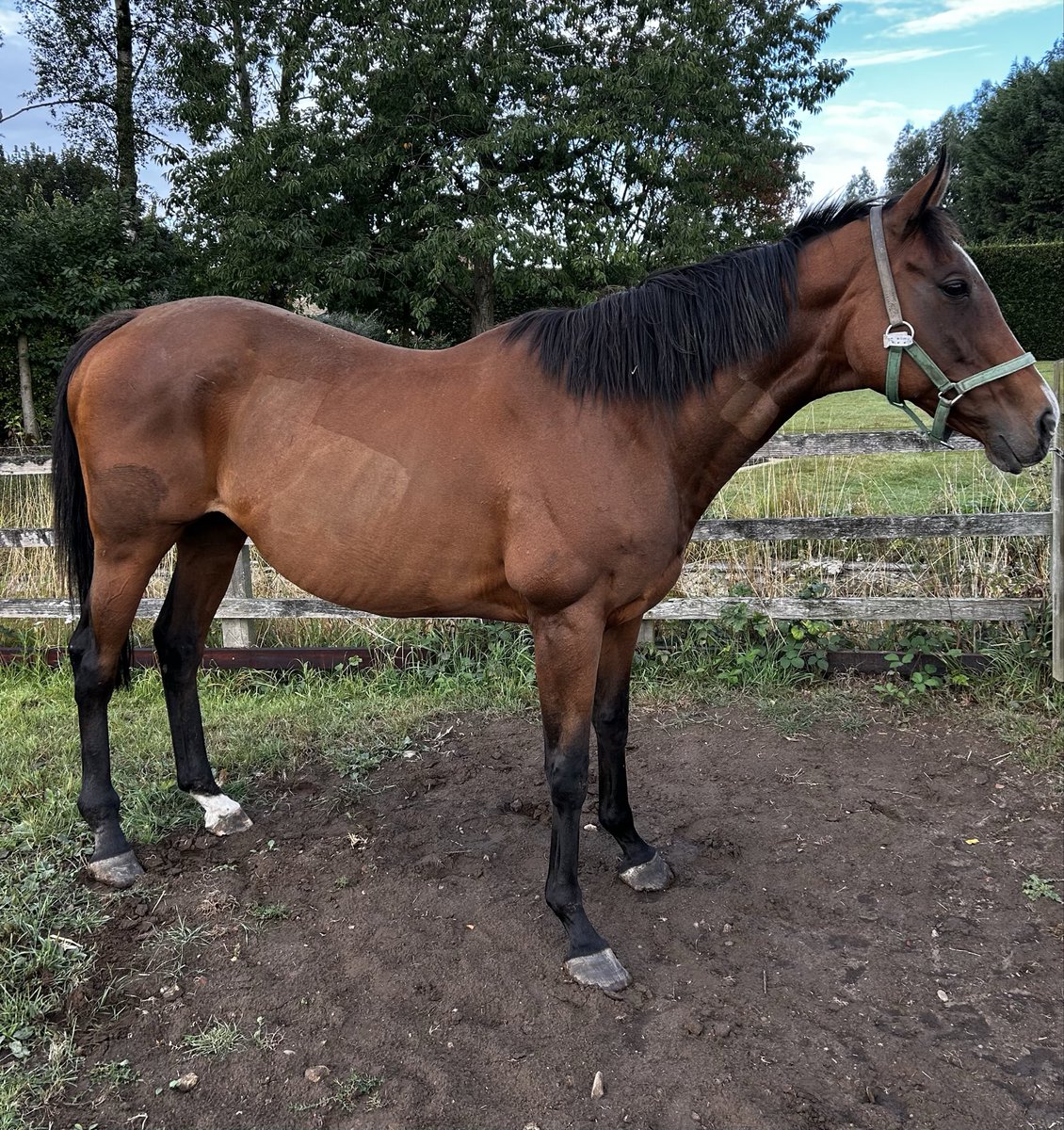 Martyn MacLeod tweet media