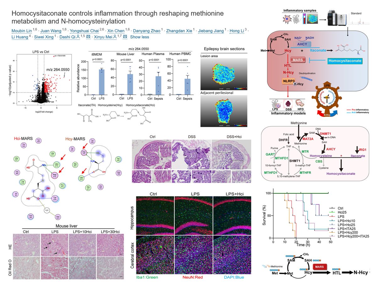 HaoYin20's tweet image. Homocysitaconate controls inflammation through reshaping methionine metabolism and N-homocysteinylation

Validated in 3 inflamm models
LPS #Sepsis
DSS #Colitis
HFD Liver/Kidney

A complex inflammation brake
+another gain for #NAD+ #NicotinamideRiboside

Inflammation▶️
⏫ACHY