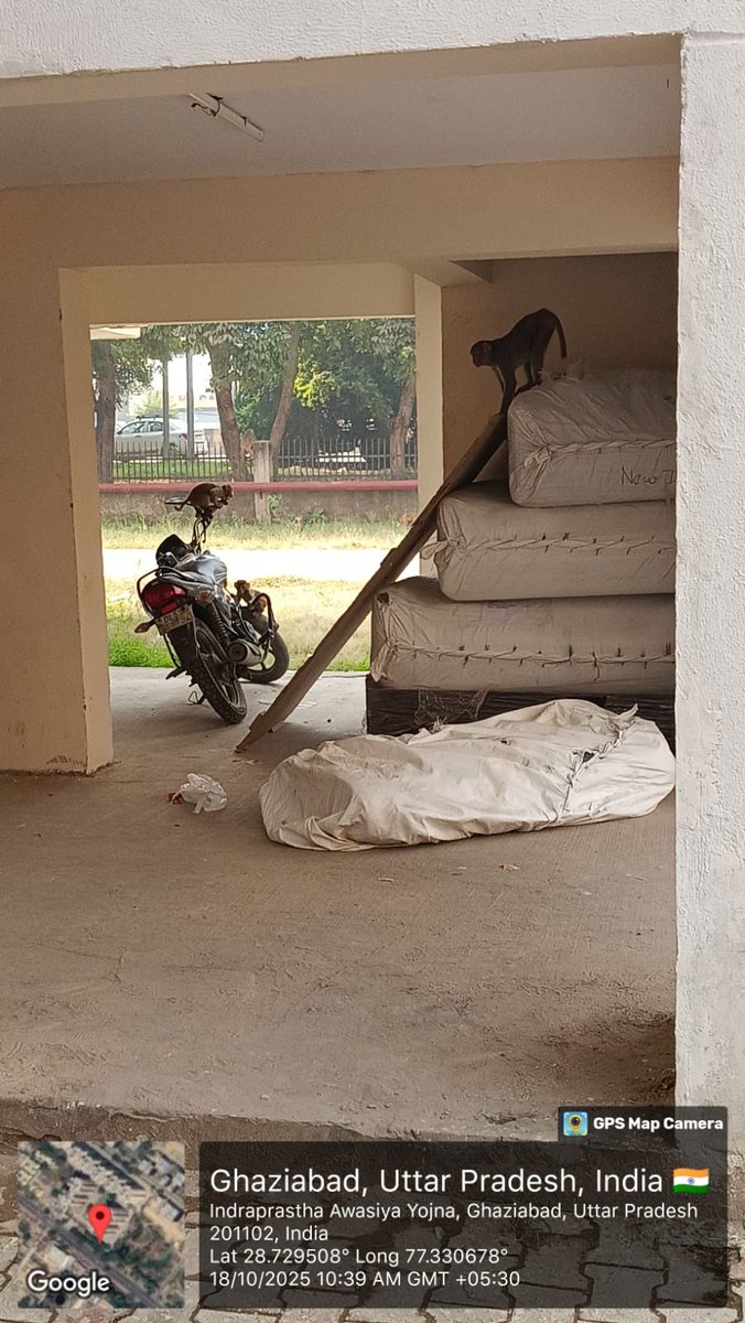 ipresidents844's tweet photo. @AMRUTCityGzb @CMOfficeUP @myogiadityanath @Npploni @gdagzb GDA कृपया ध्यान दें
इंद्रप्रस्थ योजना की बहुमंज़िला बिल्डिंग्स में बंदरों का आतंक बढ़ता जा रहा है। बच्चे खेल नहीं पा रहे, बाहर निकलना मुश्किल हो गया है।
कृपया जल्द उचित कार्रवाई करें।
@OfficialGDA @UptownGhaziabad #GDA https://t.co/bUbza1x8FK