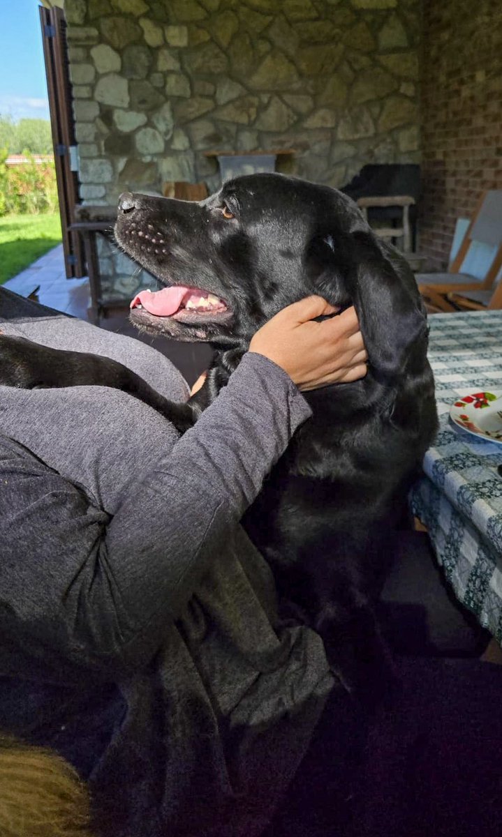 differita's tweet image. Scusate, ho solo cani belli.