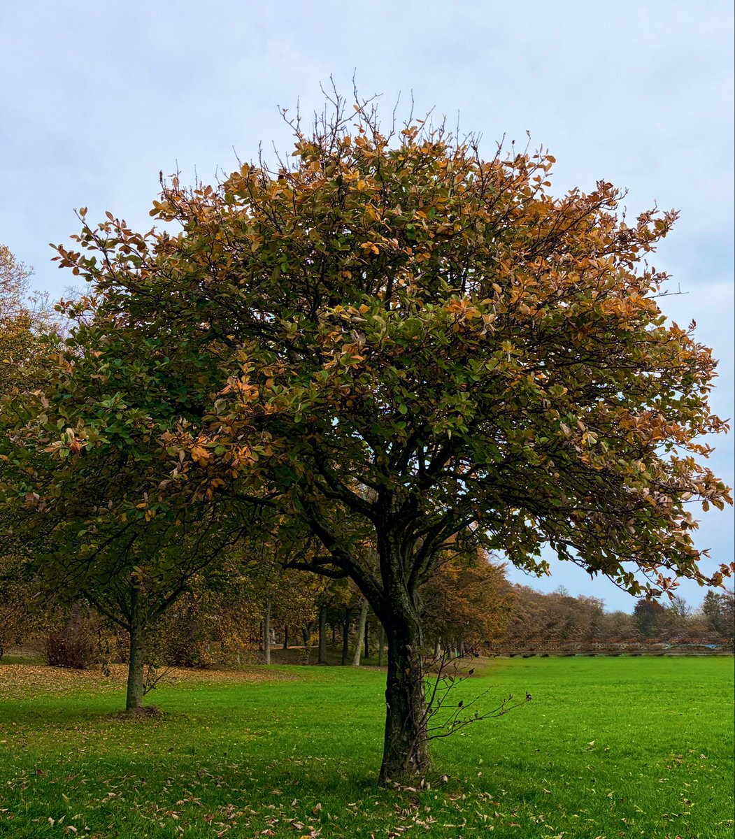 travelingman88's tweet image. Another beautiful chilly autumn 🍂 day, definitely loving the weather just now, I think I will hold off a few more weeks before heading back to Thailand #Scotland #parklife