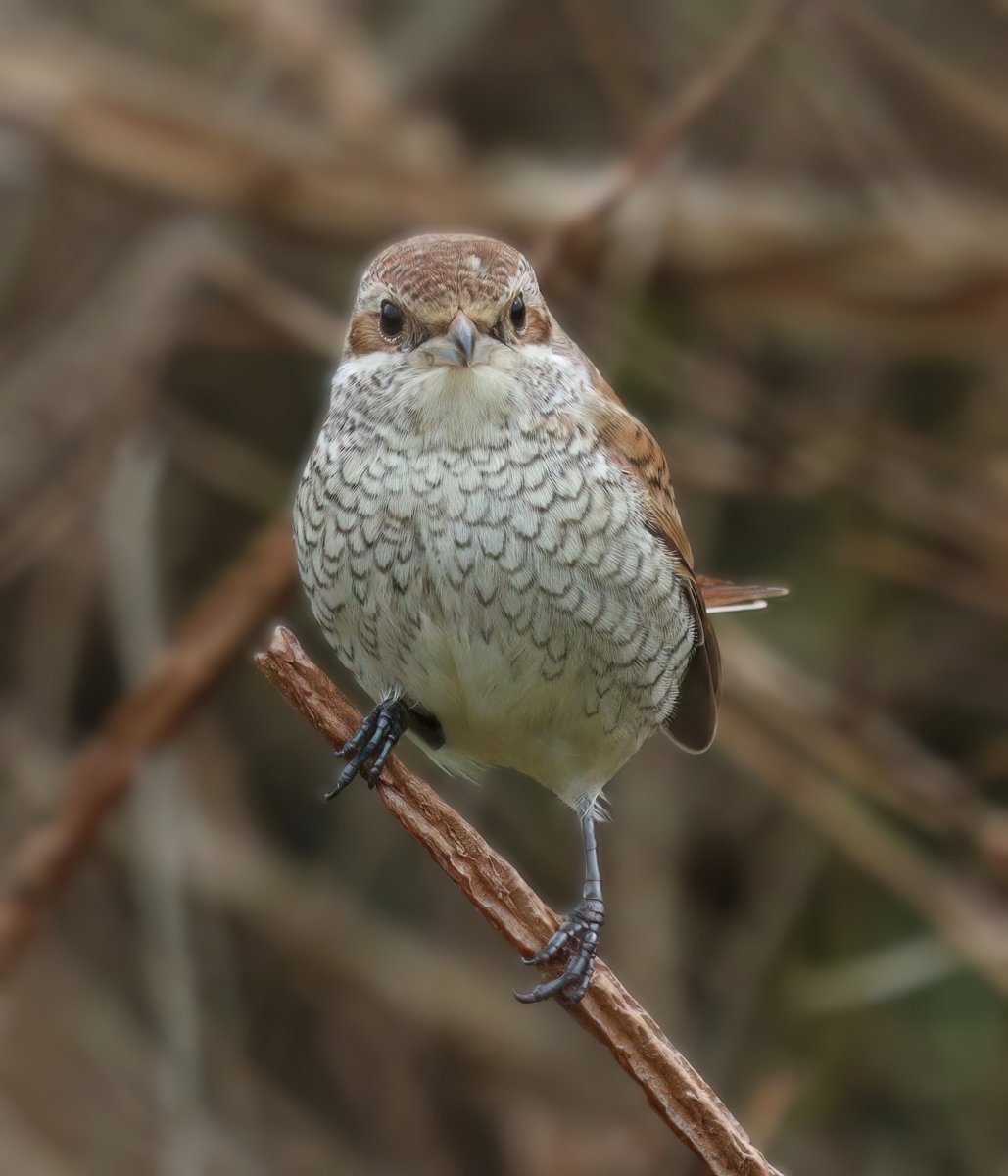 Graham Jaggard tweet media