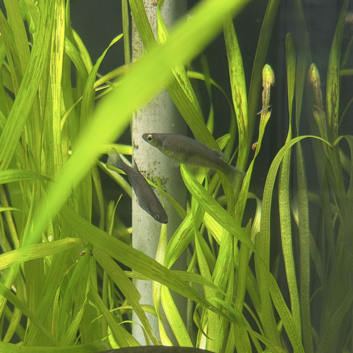 普段、両生類ばかり上げるアカウントで、突然メダカのポスト（ツイート）をしたのは、私がメダカを対象とした研究をしている大学院生だからです。