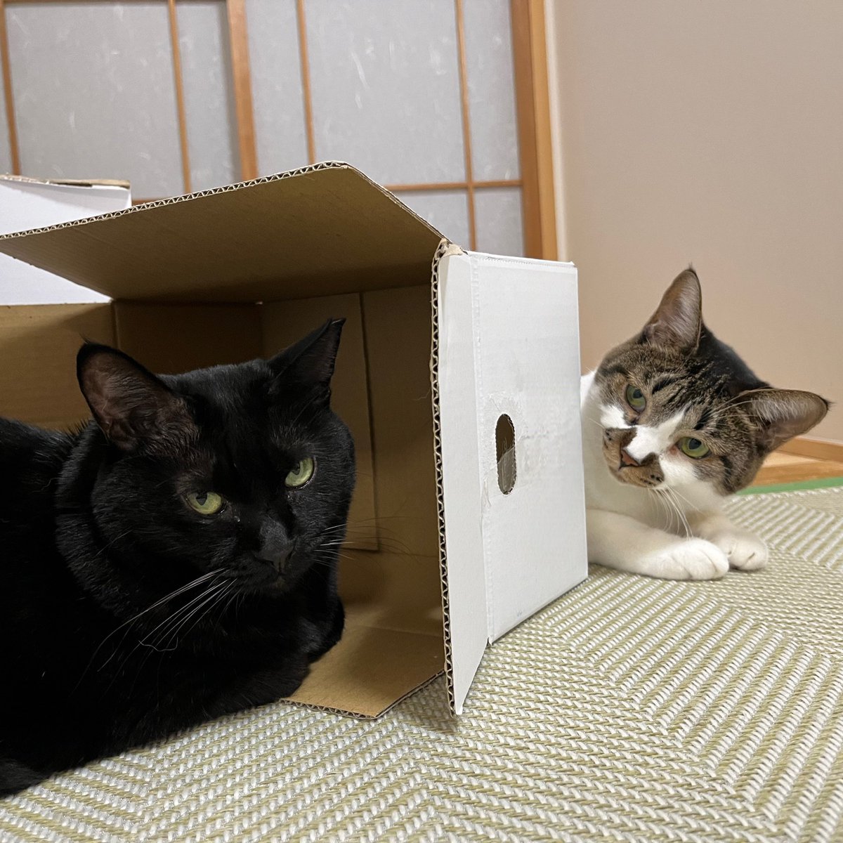 ケンカふっかける３秒前
#ねこ #猫の顔に猫 #黒猫