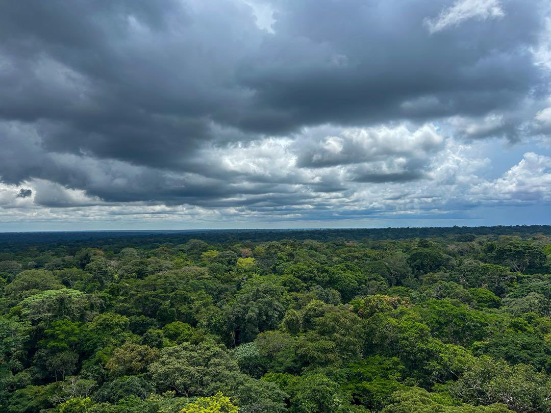 BelgiqueRDCongo's tweet image. 🗼La Tour à flux, projet de @ugent avec @INERA_RDC, @BELSPO_BE et @africamuseumbe, mesure les échanges de carbone forêt-atmosphère — un outil clé pour comprendre le rôle du bassin du Congo dans le climat mondial. @pascalboeckx
#Climat #Science