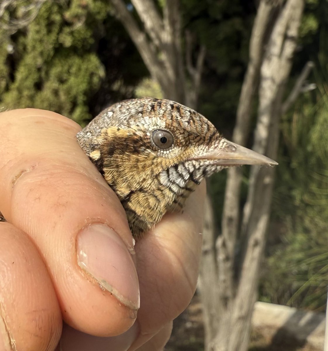 AshmanMrmatt's tweet photo. Day2 @gonhsgib another great day.
Blackcap 113
Robin 52
Black redstart 26
Chiff 10
Sardinian warbler 5
Greenfinch 4
Song thrush 3
Bluetit 2
Wryneck 1
Redstart 1
Dartford w 1
Garden w 1
Swallow 1
Nightjar 1
All ringed under licence. https://t.co/GiL73W6wLA