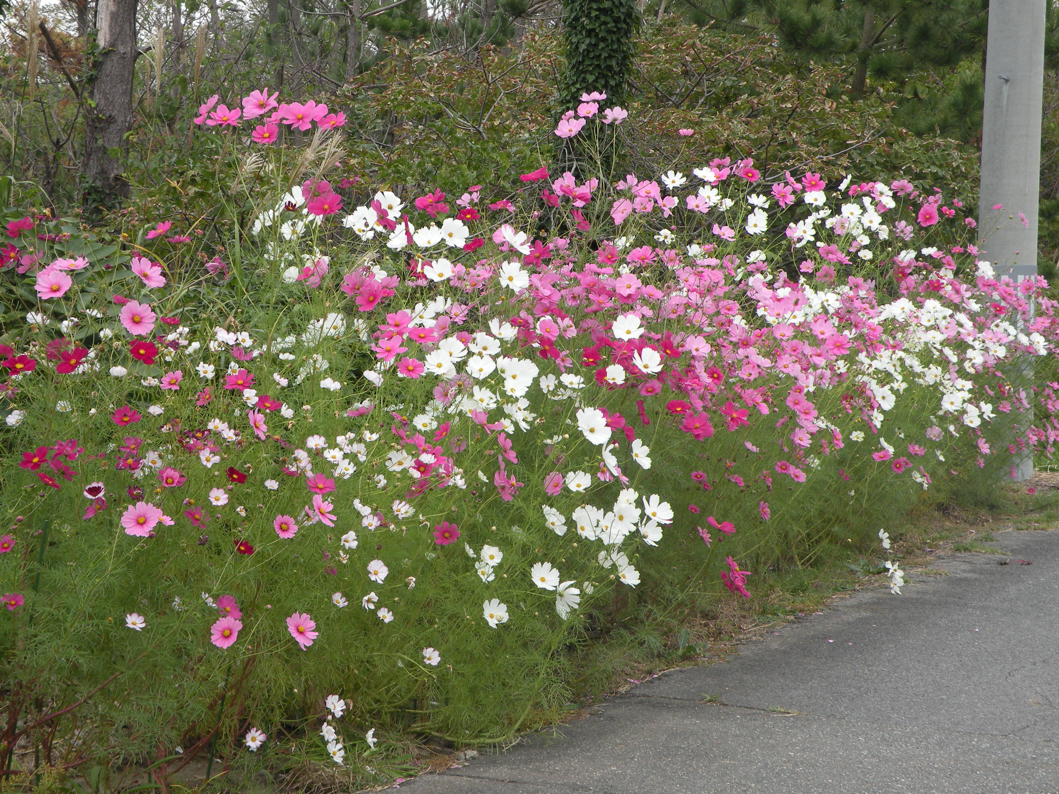 コスモス adidas COUNTRY X ALWAYS PURPLE/SILVER METALLIC/CORE BLACK