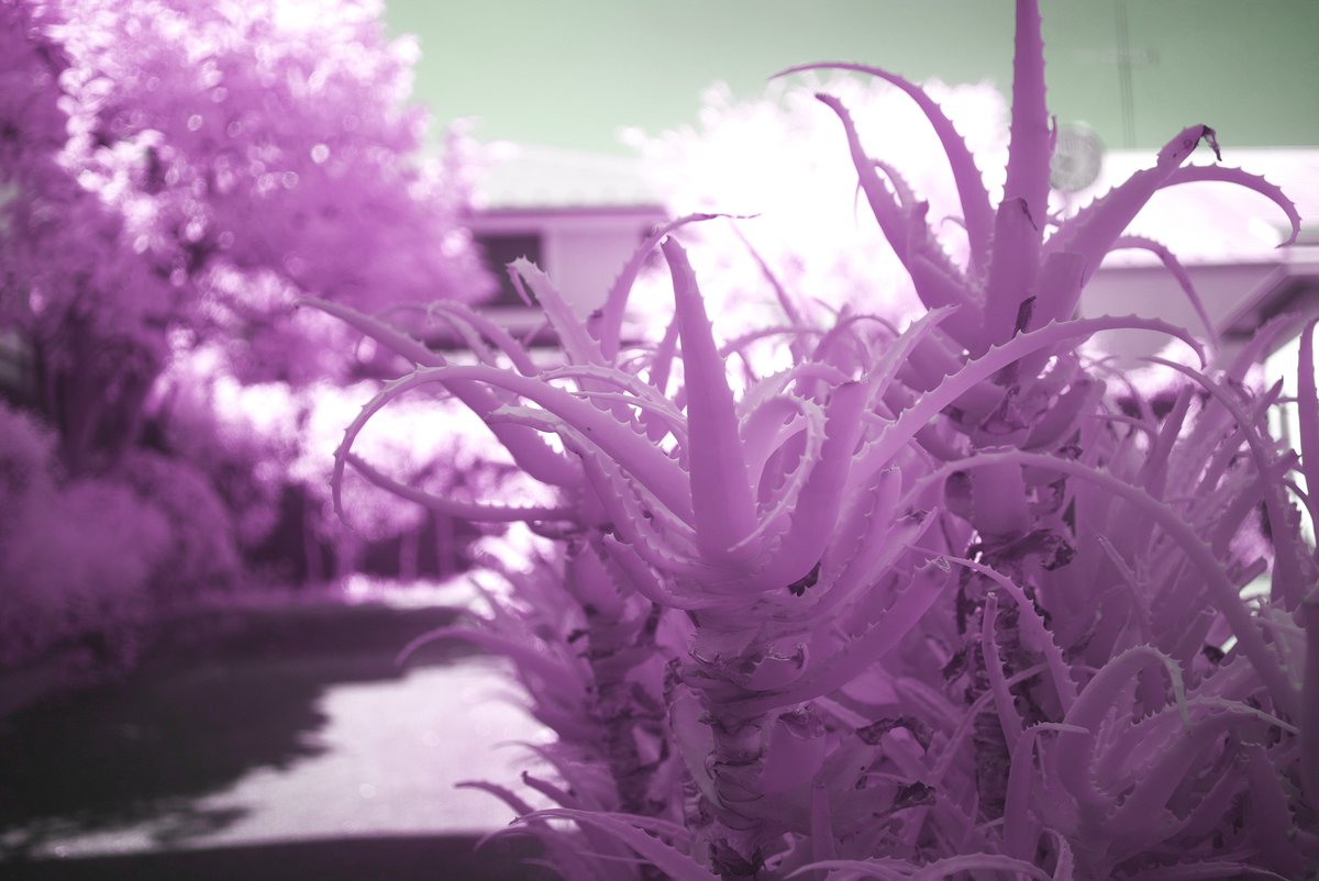 k_photo_tokyo's tweet image. α7s #irphotography #infrared