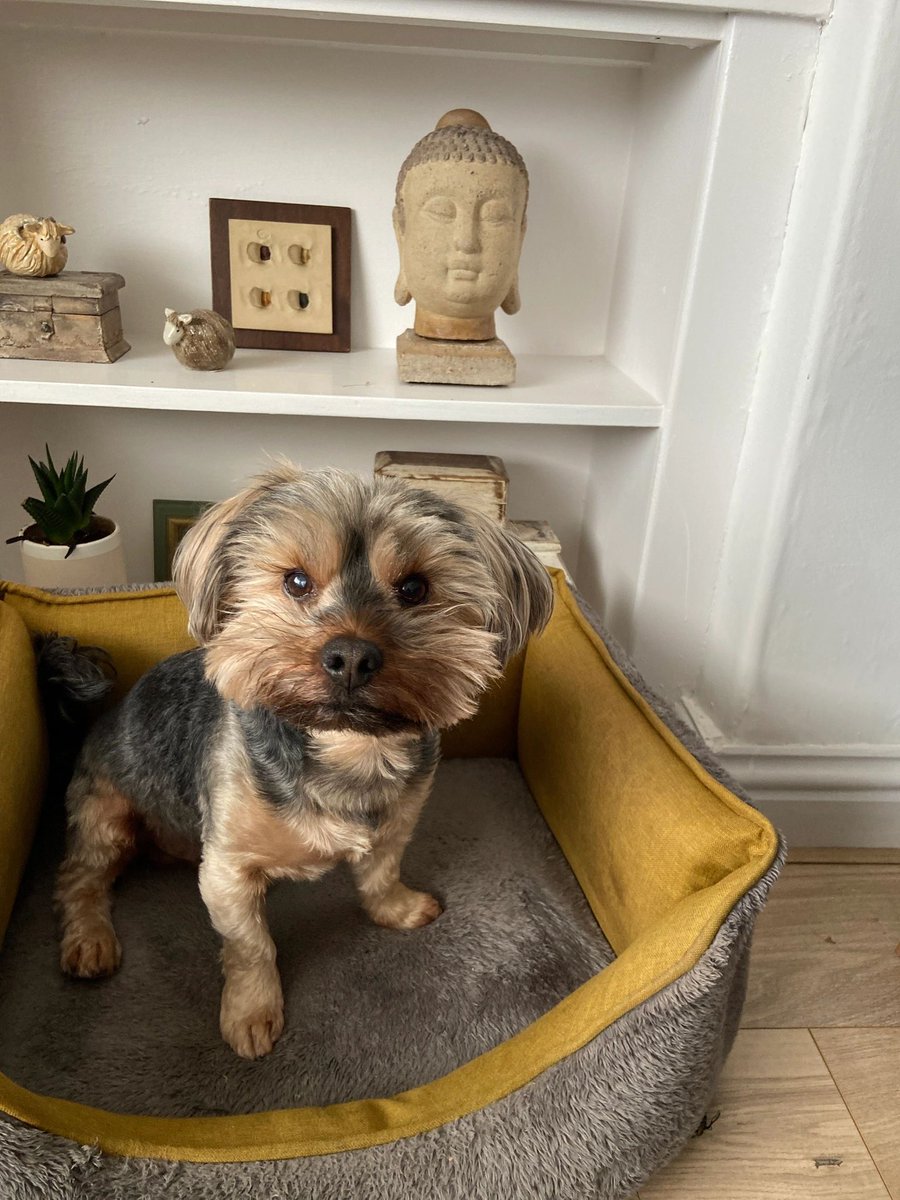 H2RScotland's tweet image. Biscuit is a 7 year old Yorkie cross. He’s available and looking for a new home. Scotland. We cover the whole of Scotland. All his details are on our website here help2rehome.com 🐶 🏠 can you please share to help him on his way?