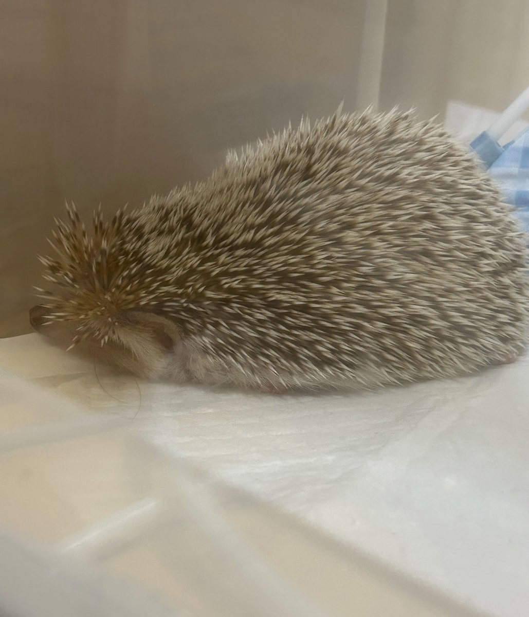 밤송이수염 ♡♡