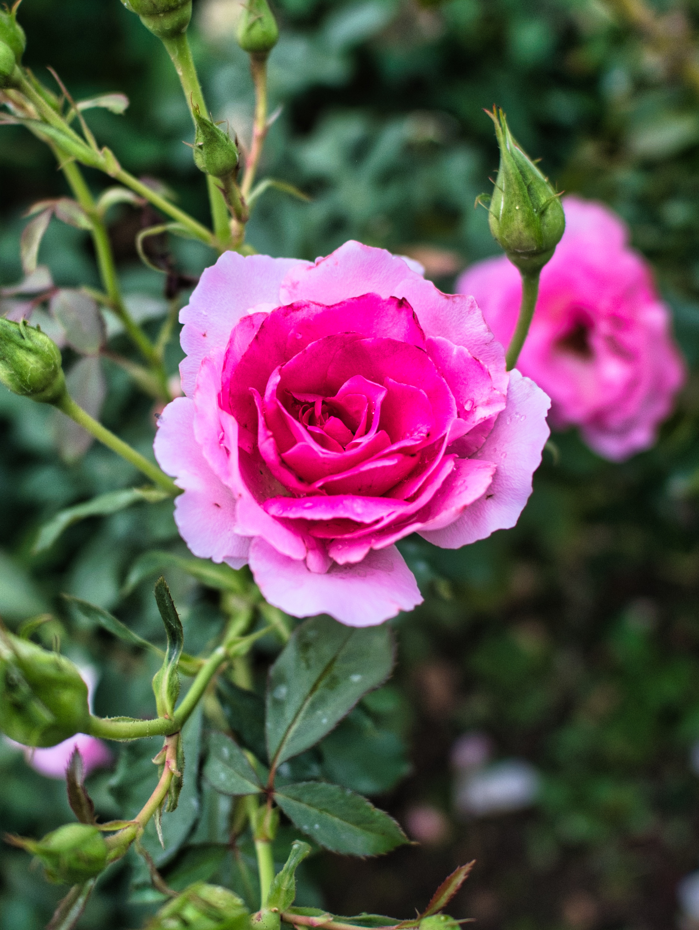 ラ*ク様 ☘️スペシャルイベント☘️♈️ 890 【⭐️⭐️⭐️キラキラ輝き花弁 第70回いわき花火大会(@iwakihanabi) オープニング ♪ B`z