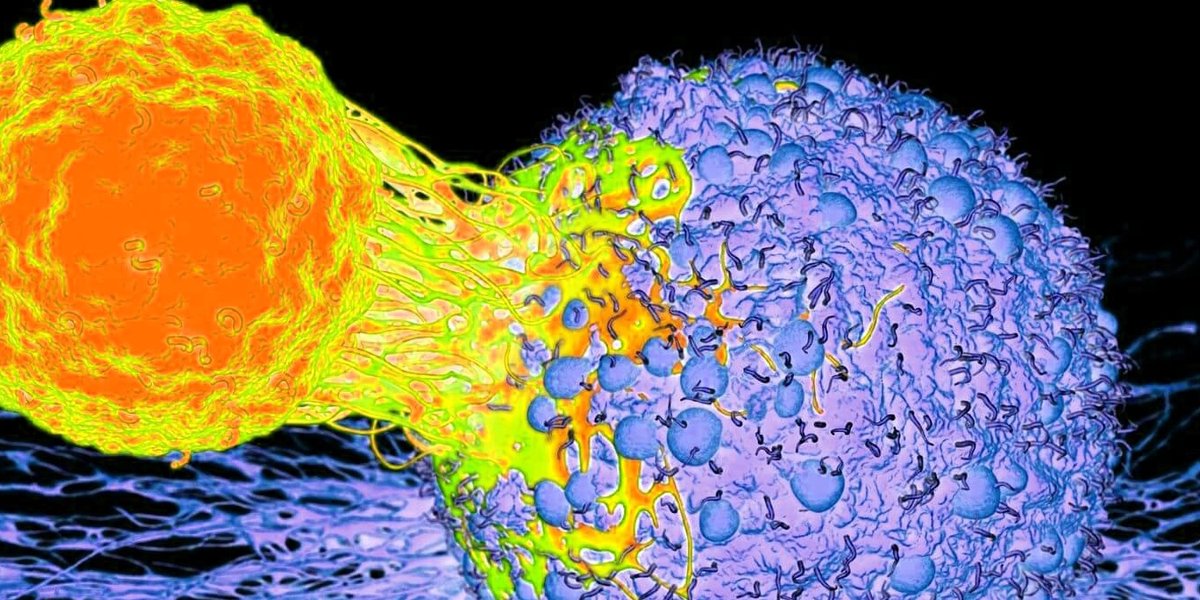At the start of the coronacrisis, a lifestyle with relatively high levels of physical activity reduced the risk of hospitalization and death from COVID-19. Exercise apparently protects against viruses. A human study from the 1980s likely explains how. ergo-log.com/physical-activ…