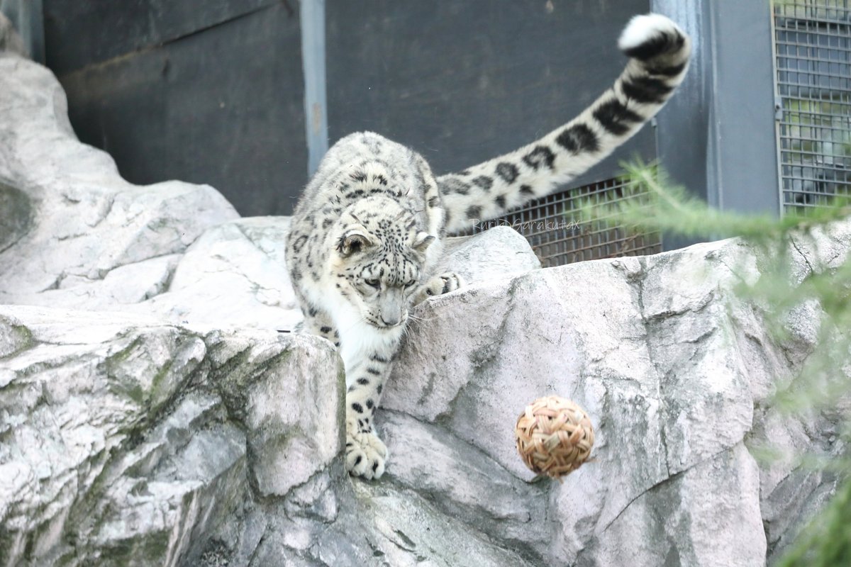 円山写ん歩
おいかけろー
***
Take a walk at Maruyama Zoo
Chase the ball
***
🐾
🐾
#円山動物園 #ユキヒョウ #ヒカリ
#maruyamazoo #snowleopard #hikari