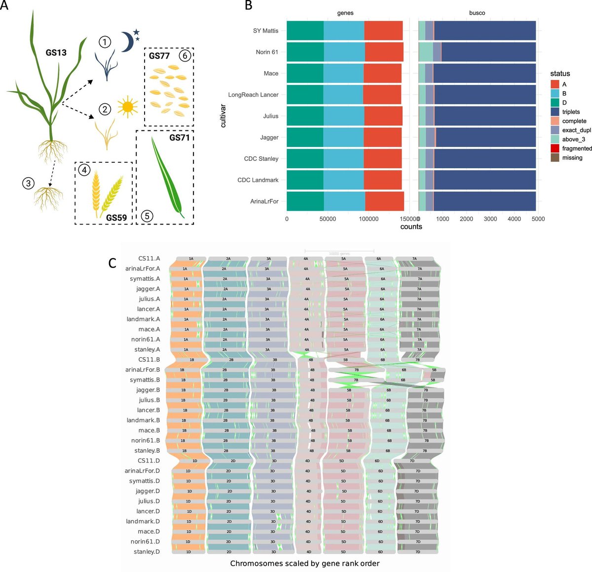 jsantoyo's tweet image. De novo annotation reveals transcriptomic complexity across the hexaploid wheat pan-genome. #WheatGenome #Hexaploid #GenomeAnnotation #Transcriptomics #PanGenome @NatureComms 
nature.com/articles/s4146…