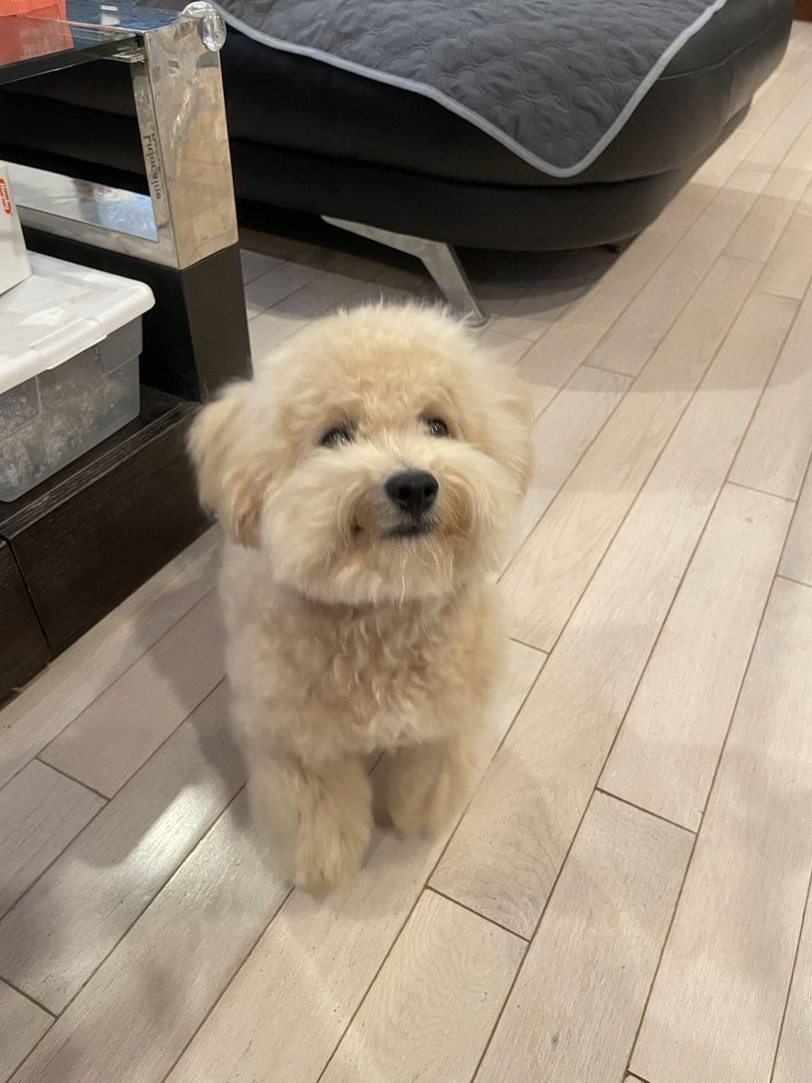 Clairesvvzsk's tweet image. Freshly groomed and ready to steal hearts! 🐾✨ #DogGrooming #PamperedPup