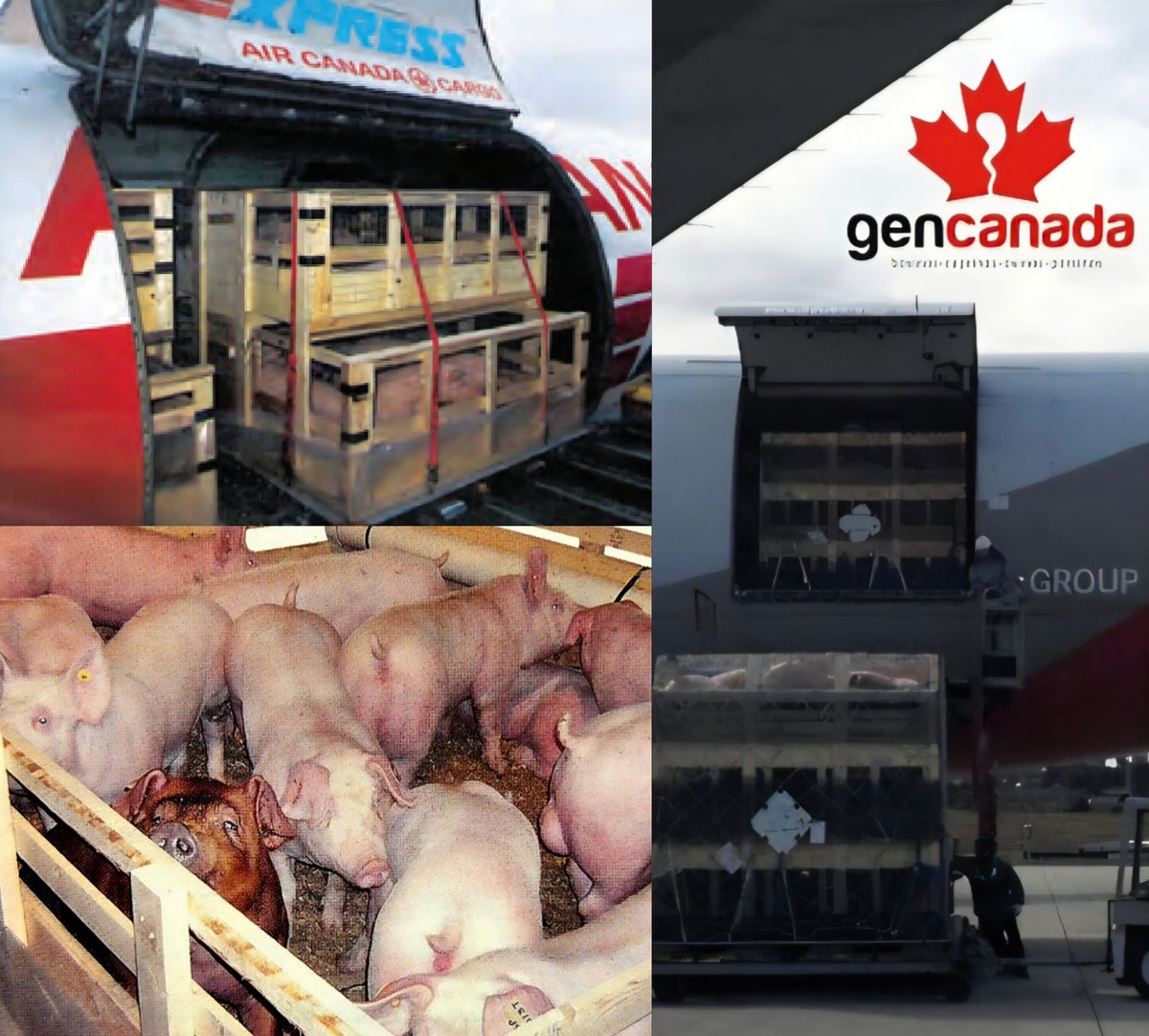 Cerdas bisabuelas GGP 🇨🇦

Respaldadas X Canadian Livestock Records Corporation y Canadian Center for Swine Improvement.

Envíos a toda América Latina!

Sea dueño de su propia genética, y genere sus propias cerdas madres y F1. 

👇

youtube.com/shorts/DzCoPdx…

👆

 info@cannexion.com