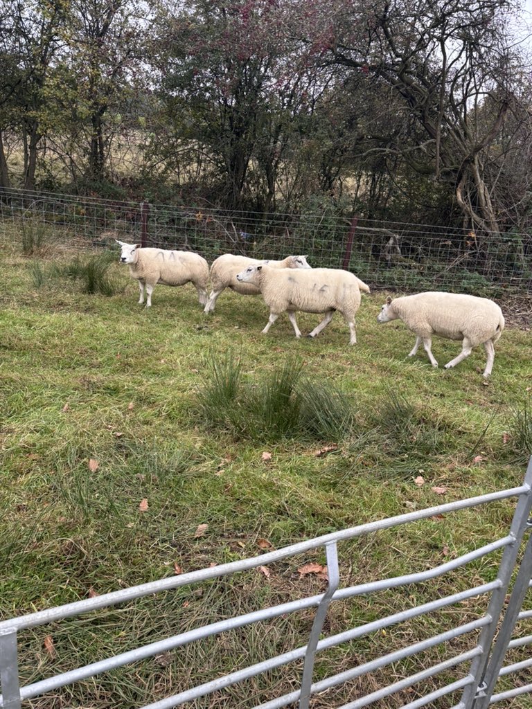 themeparkbeth's tweet image. Well what a lovely surprise from my brother this morning! Taking me to @Syndicate pumpkin patch! Thank you for the photo Tom, it was so lovely to meet you and I had the best time at the patch! 😊❤️🎃 @The110Farm #the110 #pumpkinpatch